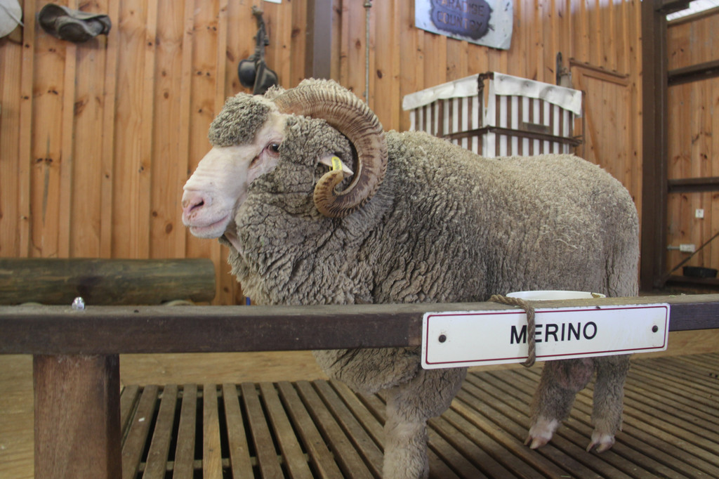 澳毛市場(chǎng)保持強(qiáng)勢(shì)，全面上漲 - 一周市場(chǎng)行情（2022.5.6）